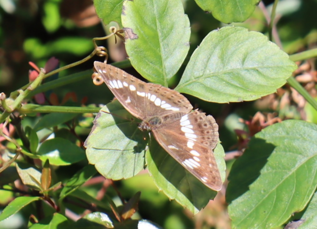 カマキリ草_日光浴するイチモンジチョウ_2021年10月23日12時頃 気温16度